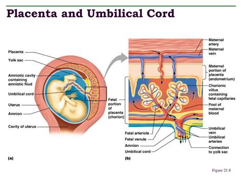 Placenta Umbilical Cord Diagram