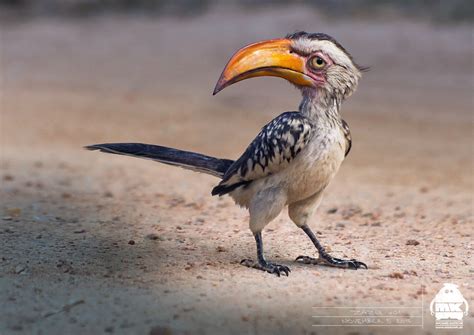Exotic African hornbill & Zazu lookalike sighted at East Coast Park