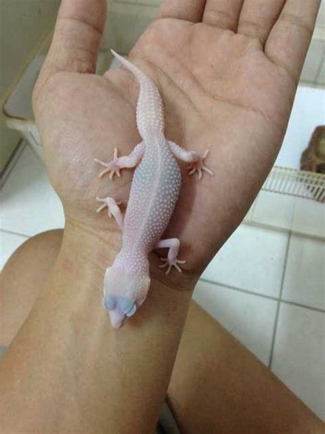 Leopard Gecko For Sale Adoption From Penang Georgetown