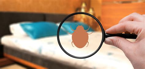 What You Should Know About Bed Bug Exterminators