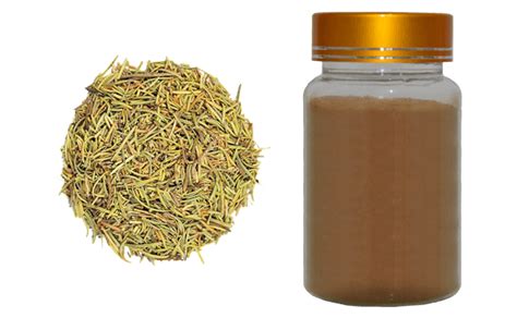 Rosemary Leaf Extract - Standard Herb Extract - Quality ...