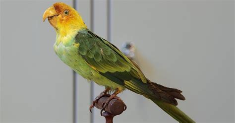 What The Tragic Story Of The Extinct Carolina Parakeet Can Tell Us About Parrot Conservation