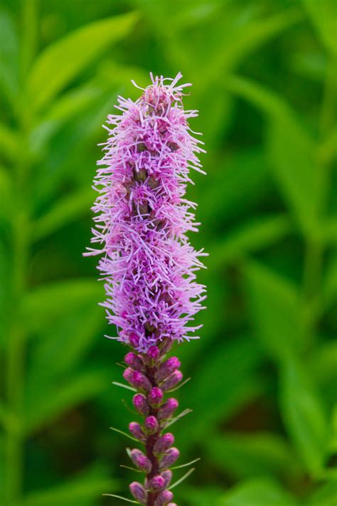 Blazing Star Flowers Free Stock Photo Public Domain Pictures