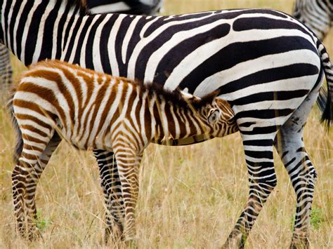 Momma And Baby Zebra Zebras Photo 24515265 Fanpop