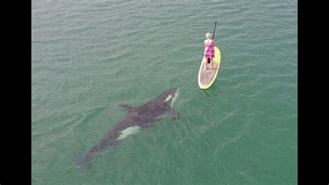 Lady With Orcas Paddle Boarding Baja California Youtube