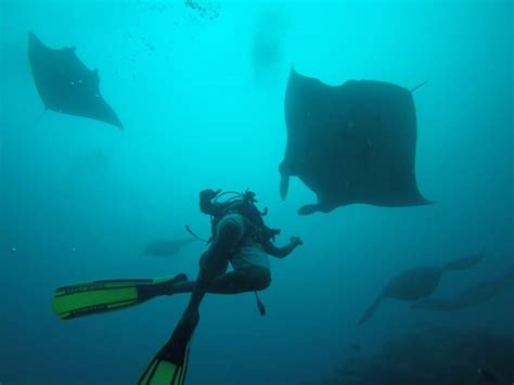 Snorkeling With Manta Rays Where Is Maldives Travel Guide
