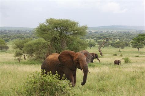 6 Days Tanzania Wildlife Safari Roots Tours And Travel
