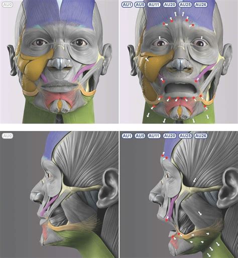 Pin By Rob G On How To Draw Head And Facial Expression Anatomy