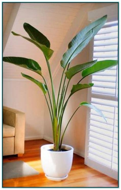 Tall House Plants Low Light Home Improvement
