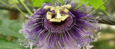 Passion Flower Tea Health Benefits Best Flower Site