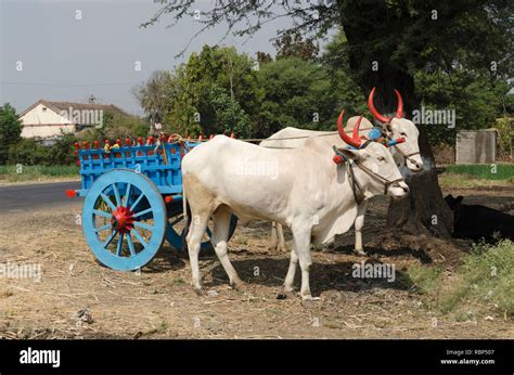 Bullock Cart Pune Maharashtra India Asia Stock Photo Alamy