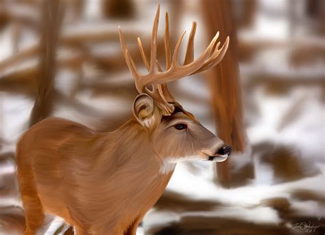 Whitetail Deer Backgrounds Wallpapersafari