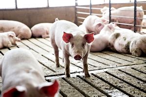 China Breeding Sow Stock Rises In October For First Time Since Swine Fever Outbreak Caixin Global