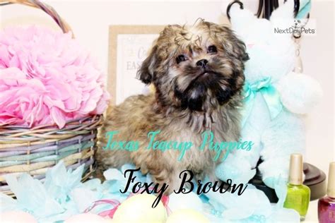 Foxy Brown Peekapoo Puppy For Sale Near Houston Texas 852b7bda 7f61