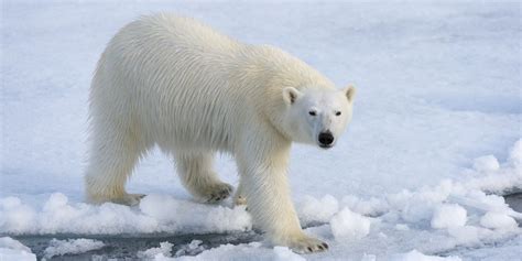 Mass Invasion Of Polar Bears Descends On Remote Russian Village As
