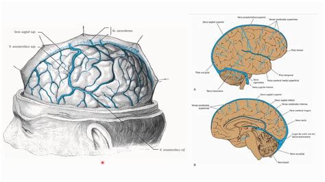 Drenaje Del Sistema Nervioso Central Snc Senos De La Duramadre