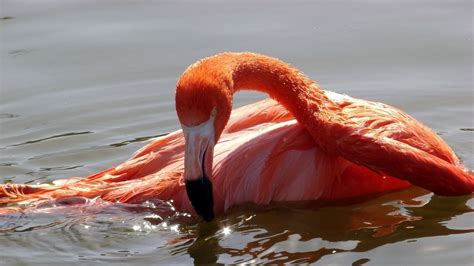 Wallpaper Flamingo Bird Water Swimming Flamingo Bird Flamingo