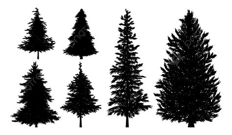 White Pine Tree Silhouette Png Images Silhouette Of Fir Or Pine Trees