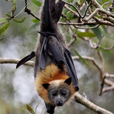 Dont Touch Flying Foxes The Echo