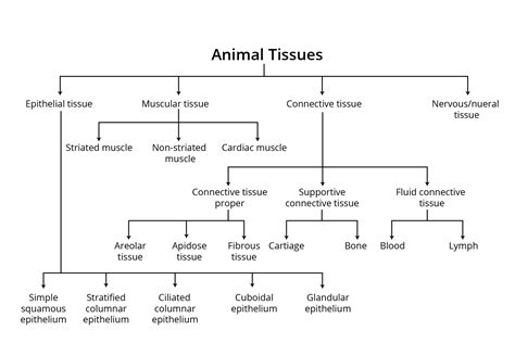 Animal Tissue Flow Chart
