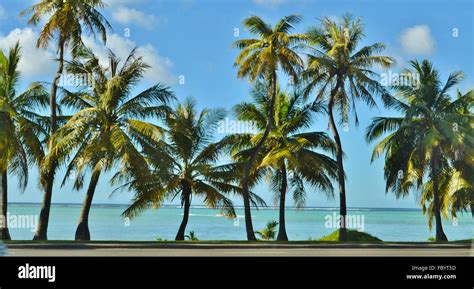 Palm Trees On The Tropical Pacific Island Of Guam Stock Photo Alamy