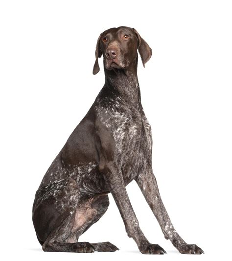 Pointer Breed Guide Petbarn