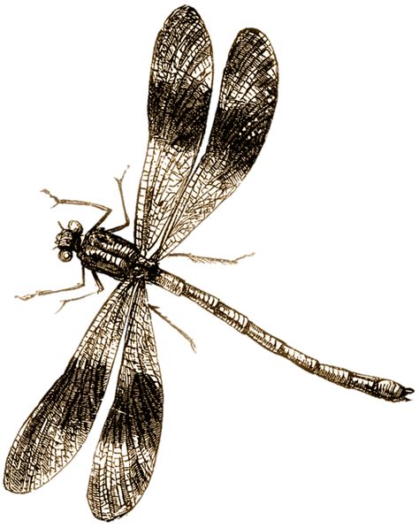 Sudenkorento Piirustus Hyönteinen Ilmainen Kuva Pixabayssa