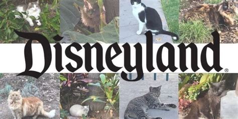 Disneyland Cats The Feral Cats Who Live In The Park Inside The Magic