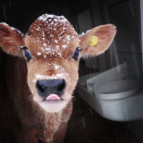 Adorable Little Cow Covered In Snow Cute Baby Cow Cute Animals Mini