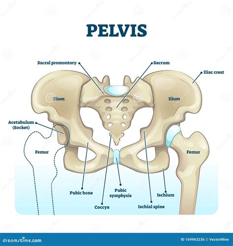 Pelvic Anatomy Labeled Pelvic Girdle Human Anatomy Organs Structure