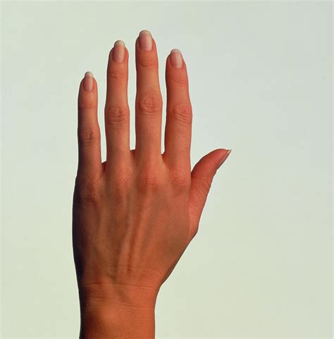 Top View Of The Healthy Hand Of A Woman Photograph By Phil Judescience