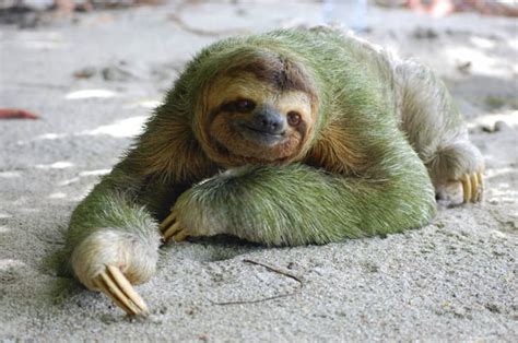 10 Reasons Three Toed Sloths Are Spectacular