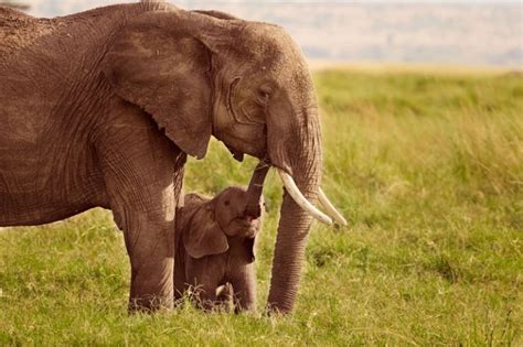 10 Adorables Fotografías De Crías De Elefante National