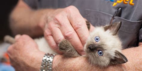 Kitten Care Services 1st Pet Veterinary Centers
