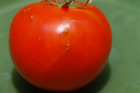 Seeds Sprouting Inside Tomato Growing With Science Blog