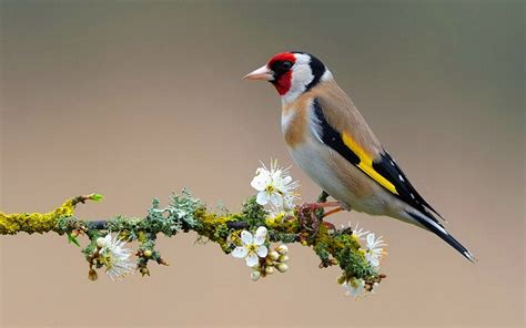 The Melodious Song Bird European Goldfinch Carduelis Carduelis