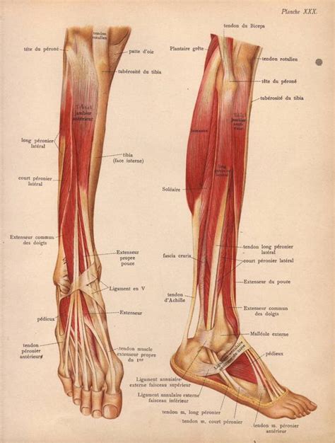 Learn about the muscles, tendons, bones, and ligaments that comprise the knee joint anatomy. Items similar to 1905 leg muscles, tendons & ligaments ...