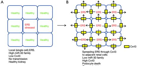 Ers Spread From Stressed Single Cells To Multiple Adjacent Cells
