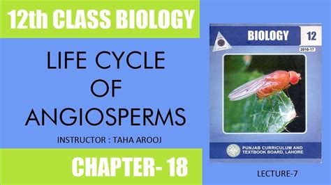 7 Life Cycle Of Angiosperms Youtube