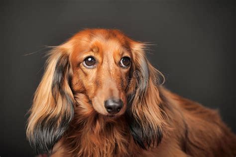 Miniature Long Haired Dachshund Stock Photos Download 528 Royalty