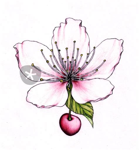 Cherry Blossom Drawing Art Prints And Posters By Lovro Srebrnic