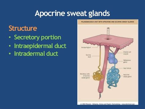 Apocrine And Eccrine Glands