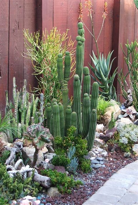 Fabulous Cactus Garden Landscape Idea For Side Home Garden 12