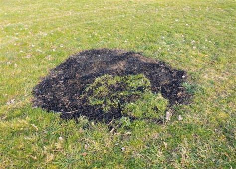 How To Fix Your Burnt Grass Get Your Lawn Green Again Rayagarden