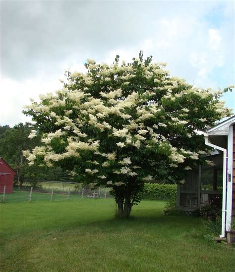 Japanese Lilac Japanese Lilac Trees And Shrubs Go Outside Garden Landscaping Acre The