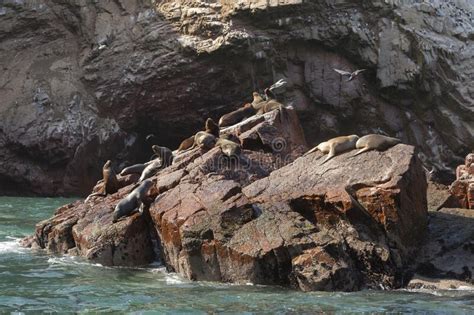 Seals And Sea Lions Sunbathing In The Ballestas Islands Peru Stock