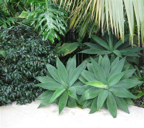 Discover 24 types of tropical foliage house plants for your home and workplace. Sub-tropical garden - Landscape design, garden care ...