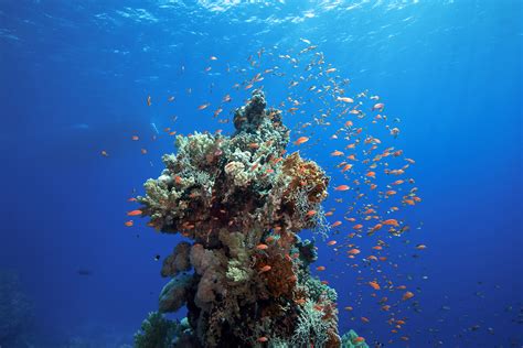Reef Building Corals Are Products Of Co Evolution Cosmos Magazine