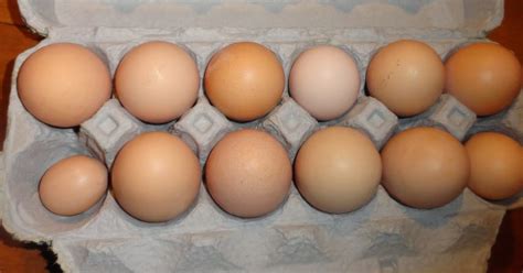 Omache Farm Pastured Eggs