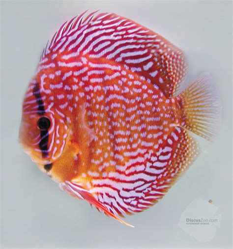 Diskusfische online kaufen ohne zwischenhälterung kompatible beifische garantiert auf bakterienverträglichkeit getestet jetzt auswählen! STENDKER Diskuszucht @ DiscusZoo » STENDKER Diskusfische